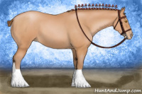 Horse Color:Bay Pearl 