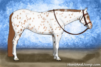 Horse Color:Brown Pearl Appaloosa