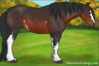 Horse Color:White Spotted Brown 