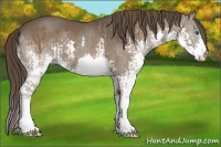 Horse Color:Liver Chestnut Splash  and Smoky Black Splash 
