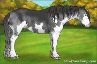 Horse Color:Black Splash 