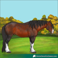 Horse Color:White Spotted Brown 
