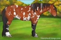 Horse Color:White Spotted Bay 