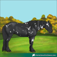 Horse Color:White Spotted Black 