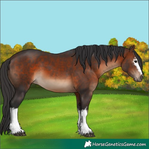 Horse Color:White Spotted Brown 
