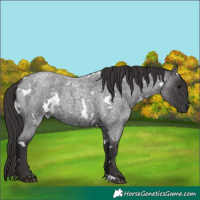 Horse Color:White Spotted Smoky Blue Roan 