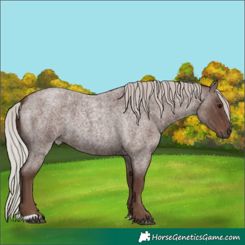 Horse Color:Silver Blue Roan 