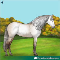 Horse Color:Gray Red Dun 