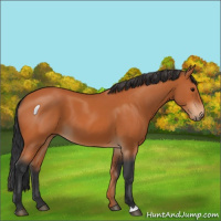 Horse Color:Bay 