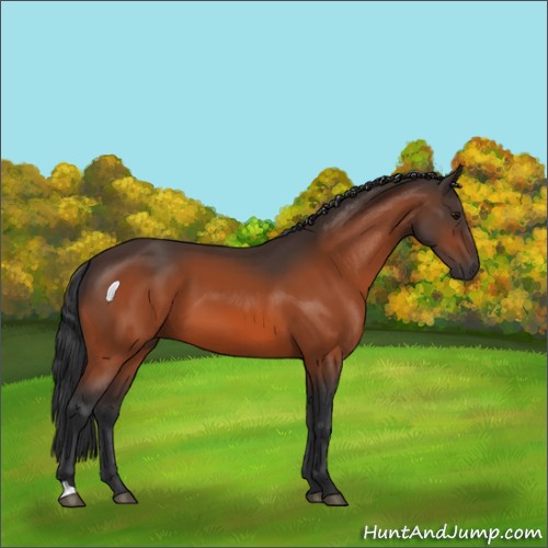 Horse Color:Bay 
