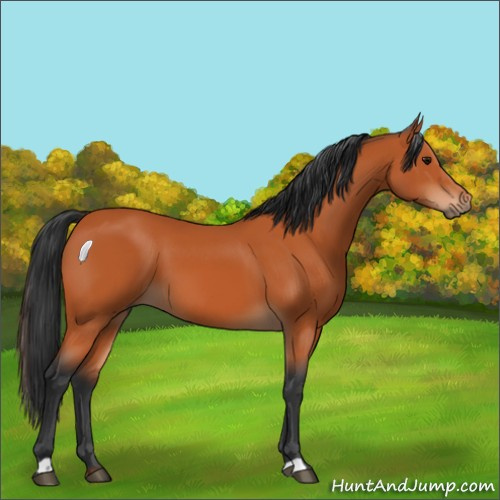Horse Color:Bay 