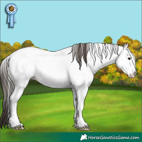 Horse Color:White Spotted Bay Appaloosa 