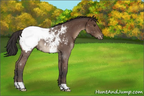 Horse Color:Bay Snowcap 