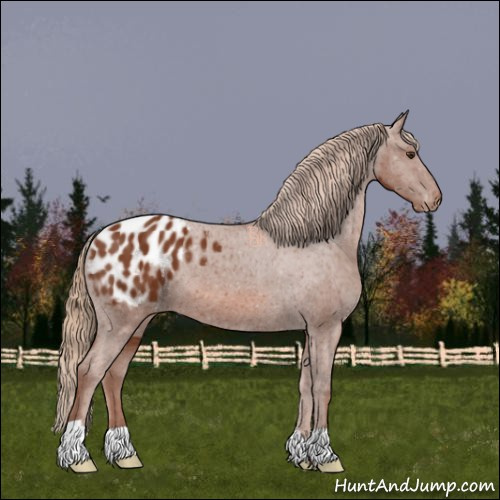 Horse Color:Chestnut Appaloosa 