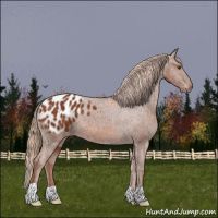 Horse Color:Chestnut Blanket