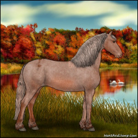 Horse Color:Chestnut Appaloosa 