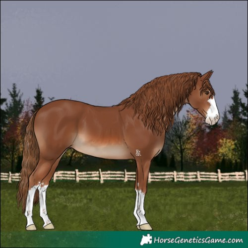 Horse Color:Chestnut 