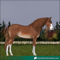 Horse Color:Chestnut 