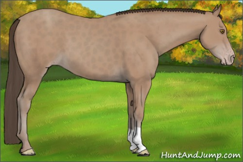 Horse Color:Classic Champagne
