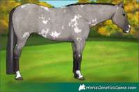 Horse Color:White Spotted Smoky Grullo Roan 
