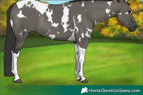 Horse Color:White Spotted Grullo Tobiano Rabicano 