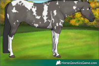 Horse Color:White Spotted Grullo Tobiano Rabicano 