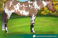 Horse Color:White Spotted Bay Dun 