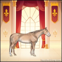 Horse Color:Gold Champagne