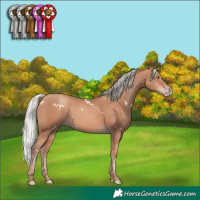 Horse Color:White Spotted Silver Sable Champagne Rabicano