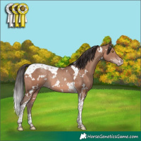 Horse Color:White Spotted Sable Champagne Tobiano Rabicano