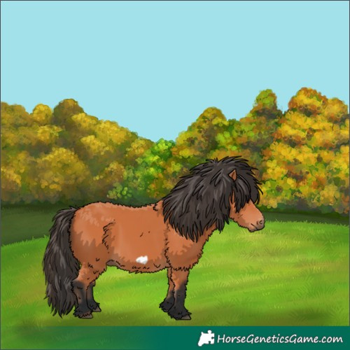 Horse Color:Bay Frame 