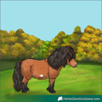 Horse Color:Bay Frame 