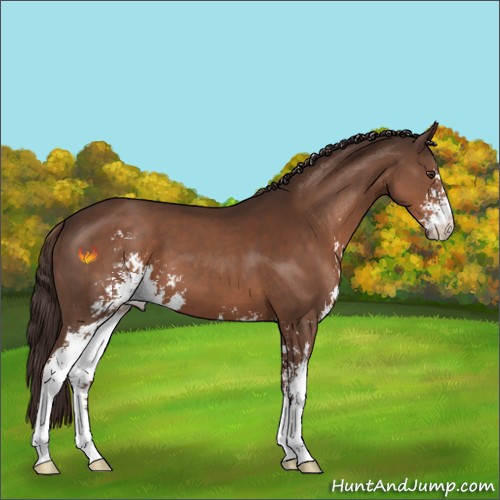 Horse Color:Liver Chestnut Sabino 