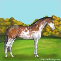 Horse Color:Bay Sabino 