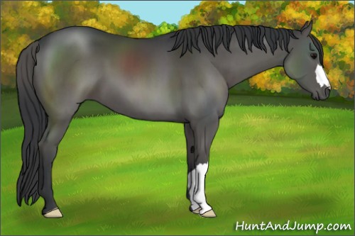 Horse Color:Grullo