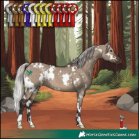 Horse Color:White Spotted Silver Brown Dun 