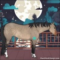 Horse Color:Brown Dun Sabino 