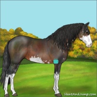 Horse Color:Brown Sabino 