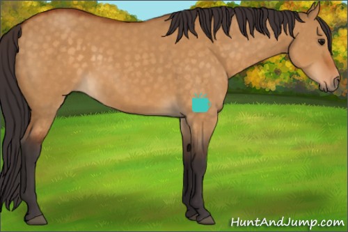 Horse Color:Buckskin Dun Sabino 