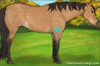 Horse Color:Buckskin Dun Sabino 