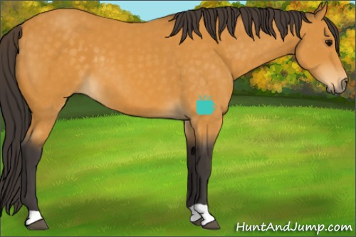 Horse Color:Buckskin 