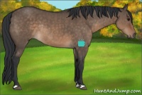 Horse Color:Brown Dun Sabino Rabicano 