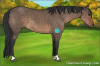 Horse Color:Brown Dun 