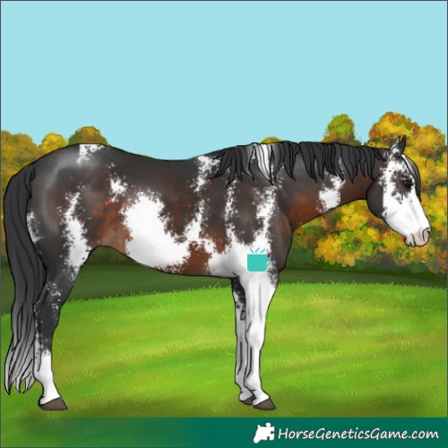 Horse Color:Brown Sabino 