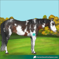 Horse Color:Brown Sabino