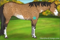 Horse Color:Buckskin Dun Sabino 
