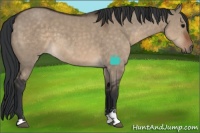 Horse Color:Brown Dun Sabino