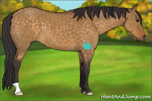 Horse Color:Buckskin Dun 