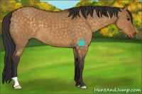 Horse Color:Buckskin Dun 