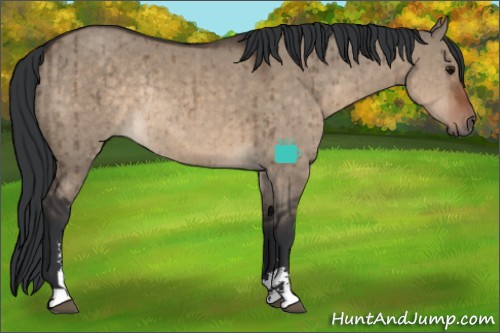 Horse Color:Brown Dun Sabino Rabicano Brindle 